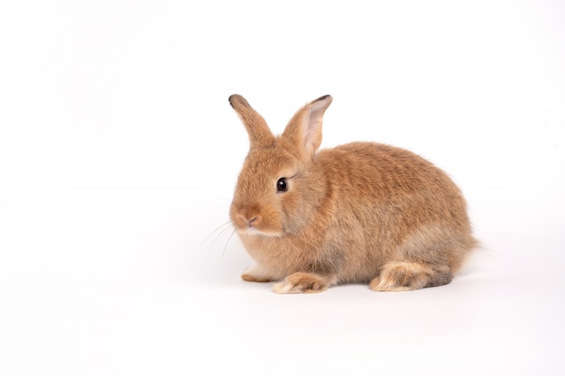 Harige en donzige schattige roodbruine konijn