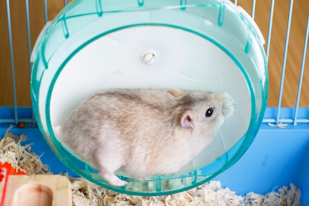 harige hamster ligt in plastic wiel