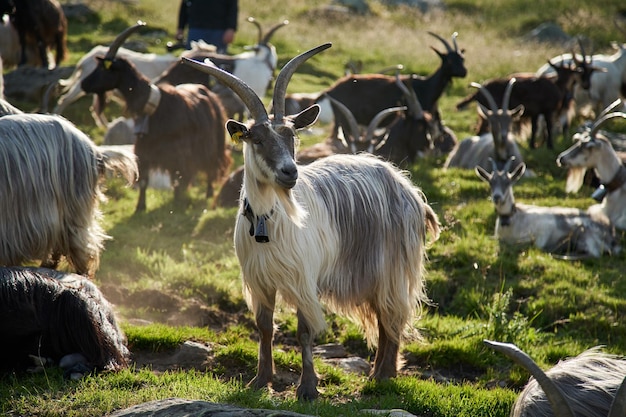Harige hoornige geiten op de boerderij