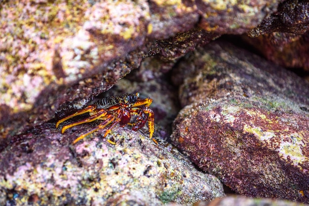 Harige pootbergkrab Phi Phi Leh-eilanden Andamanzee Krabi