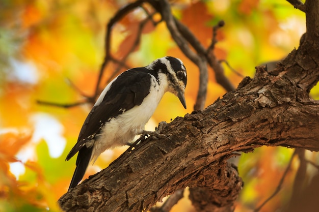 Harige specht in de herfst eik