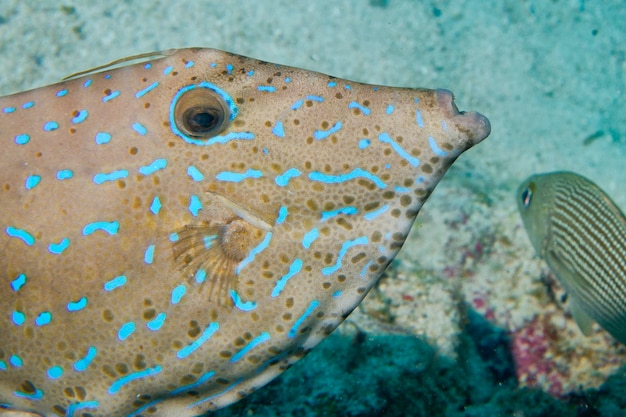 Harlequin filefish close up portrait