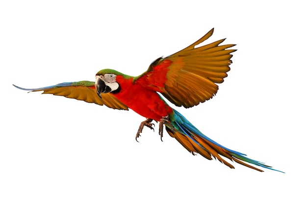 Harlequin macaw parrot isolated on white background.