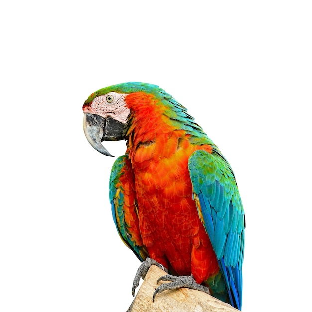 Harlequin Macaw