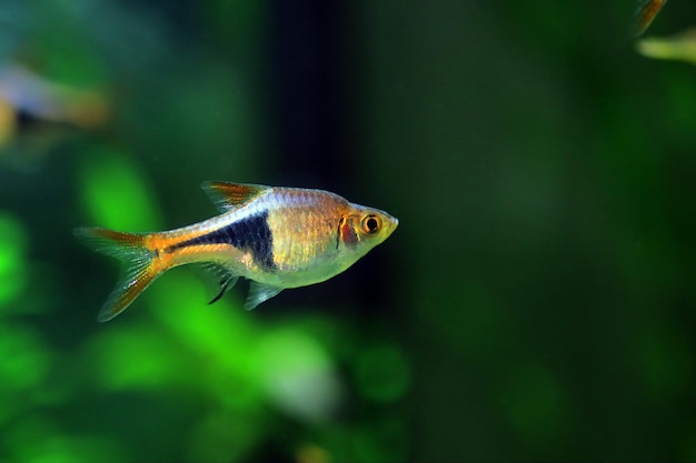 Harlequin rasbora freshwater fish - (Trigonostigma heteromorpha)