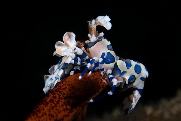 Harlequin Shrimp - Hymenocera picta feeds on a starfish. Underwater macro world of Bali.