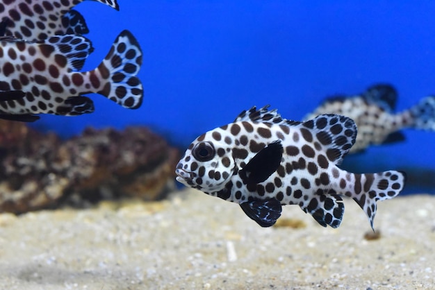 水族館のクローズアップでハーレクインのスイートリップスの魚