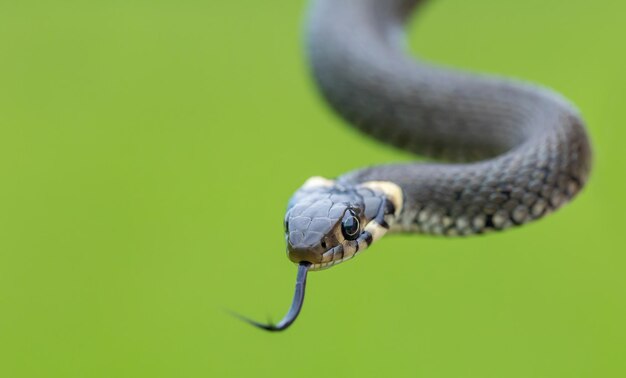 Photo harmless small snake grass snake natrix natrix