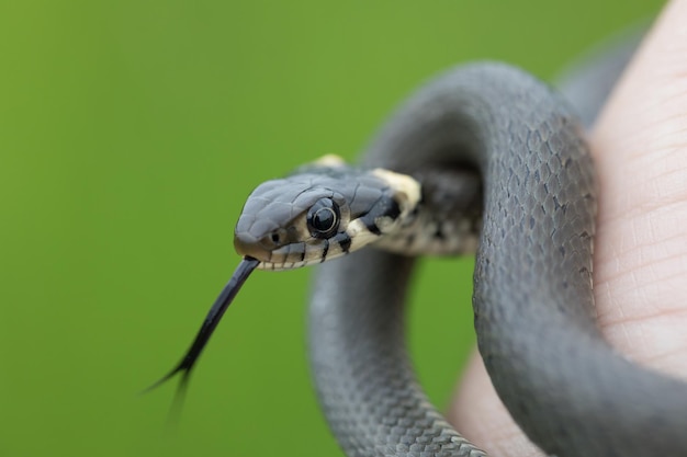 Photo harmless small snake grass snake natrix natrix