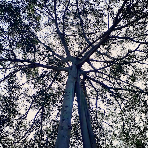 Foto albero dell'armonia vietnam