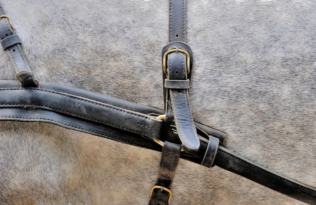 The harness on a horse wearing brown