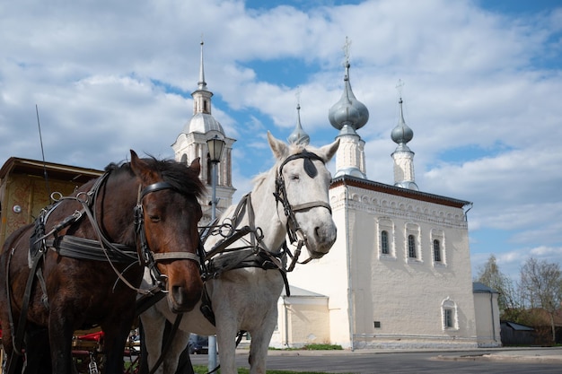 Harnessed horses against beautiful orthodox church in Suzdal city Russia