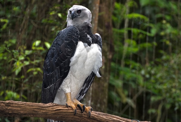 Harpy eagle perched on tree branch