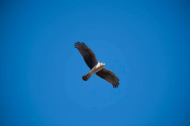 Harrier tijdens de vlucht La Pampa provincie Patagonië Argentinië