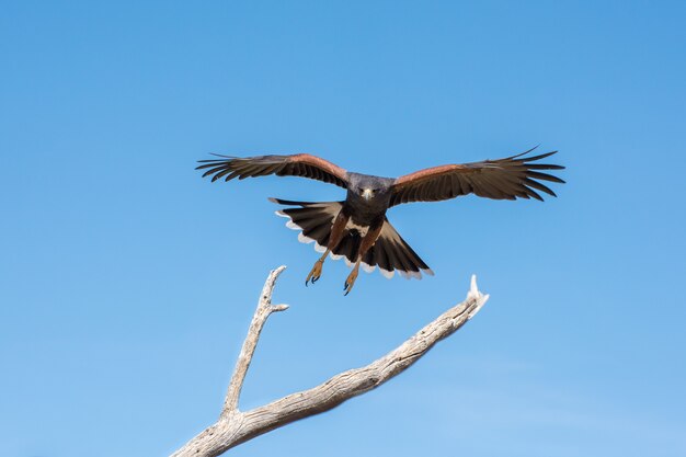 Harris hawk in arrivo per un atterraggio isolato sul cielo blu