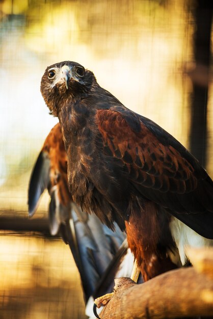 Harris' Hawk Formerly Known As The BayWinged Hawk or Dusky Hawk Parabuteo Unicinctus