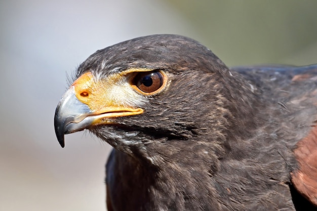 Foto falco di harris (parabuteo unicinctus)