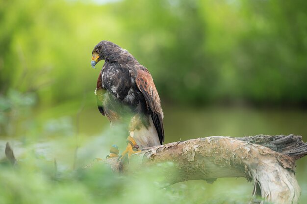 Photo a harris hawk resting on a log in the forest