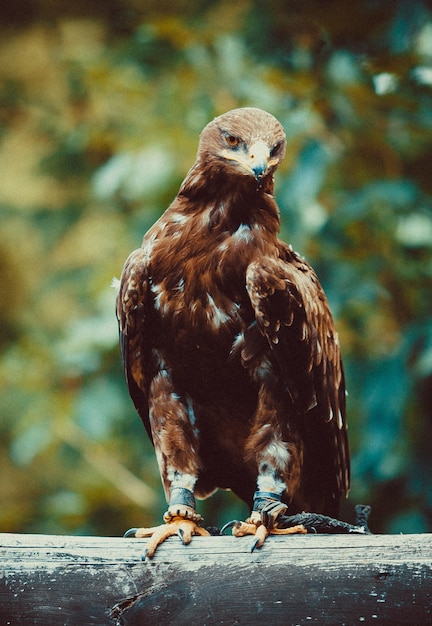 Foto harris's buzzard