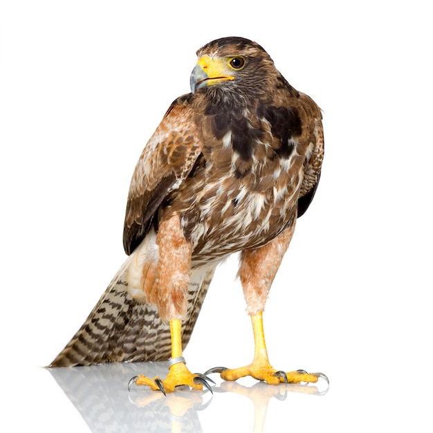 Harris's Hawk op wit