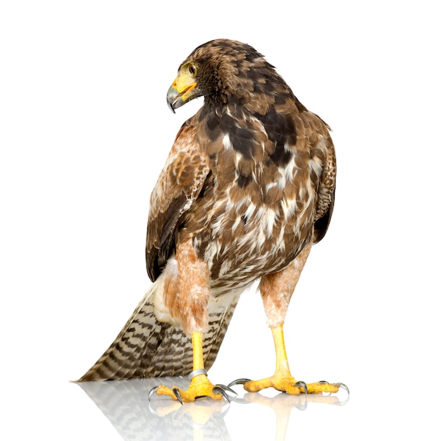 Harris's hawk op wit