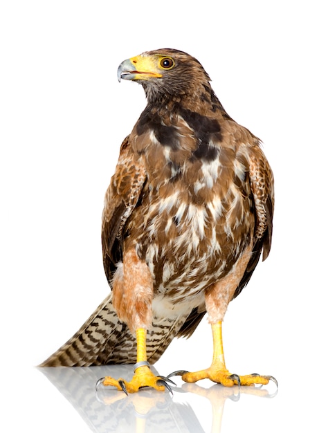 Harris's Hawk op wit