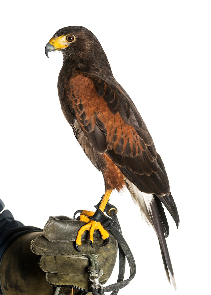 Photo harris's hawk, parabuteo unicinctus, perching on falconer's glove against white background