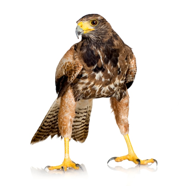 Harris's hawk su bianco