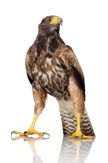 Harris's Hawk on white