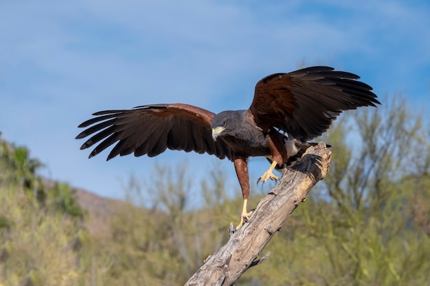 Harriss Hawk running down a Tree Branch