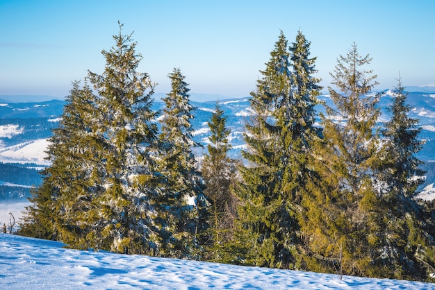 Harsh winter landscape beautiful snowy fir trees stand against a foggy mountainous area on a cold winter day. The concept of cold northern nature. Copyspace