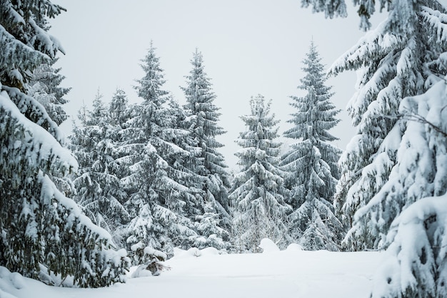 Суровый зимний пейзаж. Красивые заснеженные ели стоят на фоне туманной горной местности в холодный зимний день. Представление о холодной северной природе. Copyspace