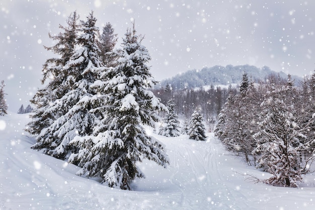 Harsh winter landscape beautiful snowy fir trees