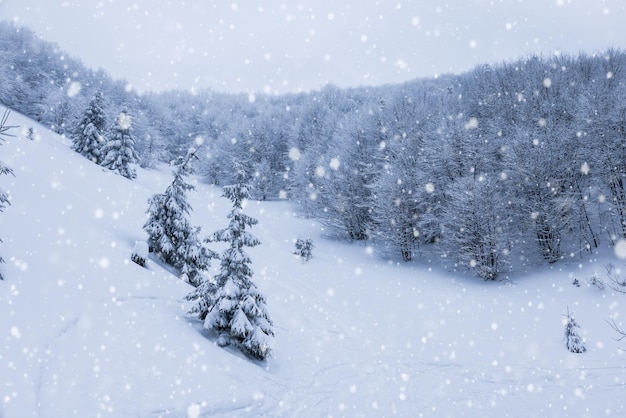 Foto paesaggio invernale aspro bellissimi abeti innevati