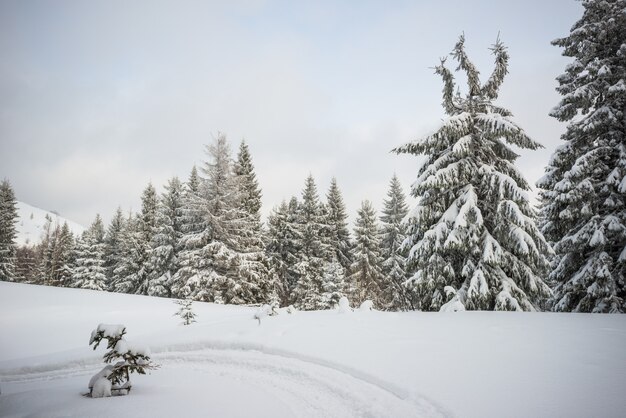 厳しい冬の風景美しい雪に覆われたモミの木