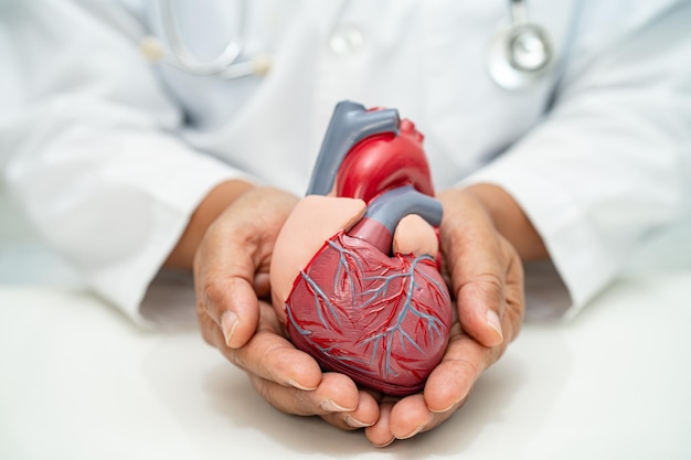 Hart- en vaatziekten CVD Aziatische arts die een menselijk anatomiemodel vasthoudt voor het leren en behandelen van hartziekten