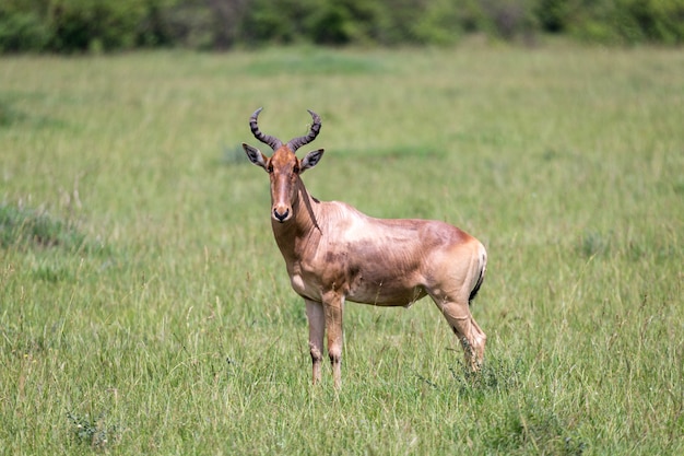 A hartebeest in the savannah of Kenya