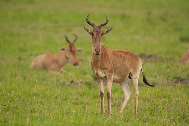 사바나에서 Hartebeest