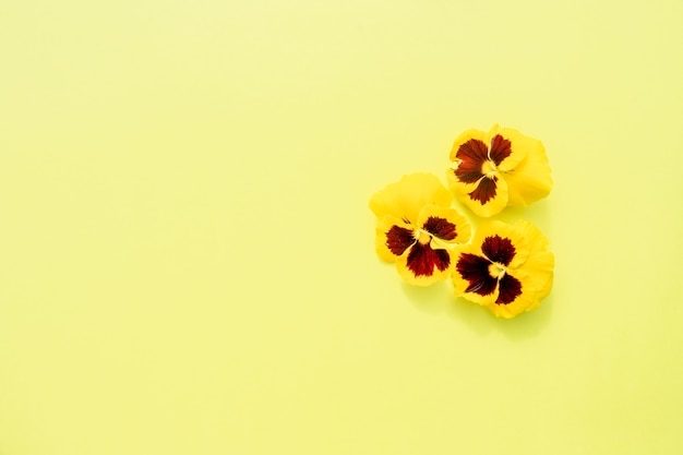 Hartenkoppen. Pansies gele bloem op gele achtergrond