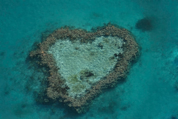 Foto hartrif groot barrièrerif queensland australië