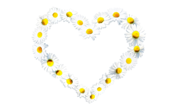 Foto hartvorm gemaakt van witte kamille madeliefjebloemen. alternatief medicijn.