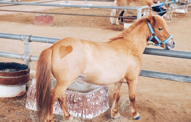 Hartvormig op de bodem van een paard