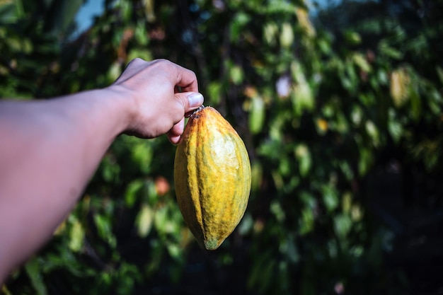 Урожай сельскохозяйственного какао-бизнеса производит какао-рука фермера с желтой зрелостью