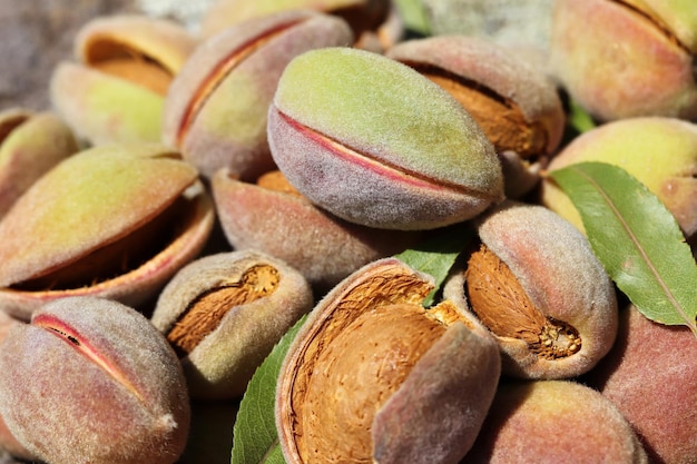 Harvest of almonds Healthy foods