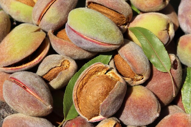 Harvest of almonds Healthy foods