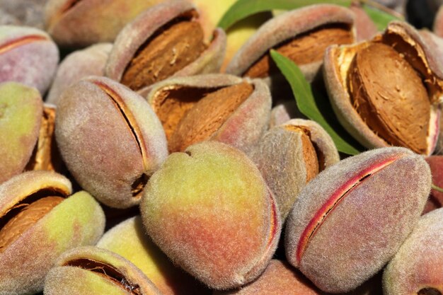 Harvest of almonds Healthy foods