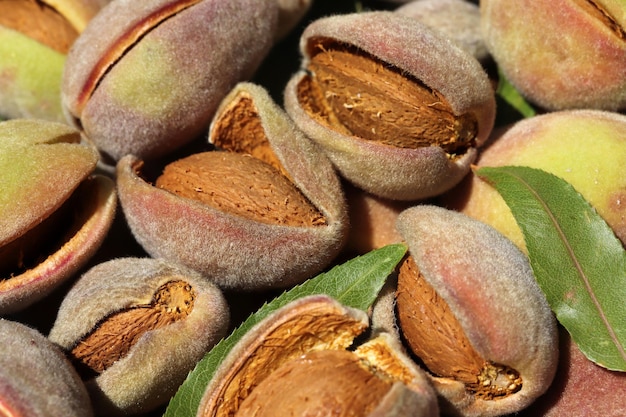 Harvest of almonds Healthy foods