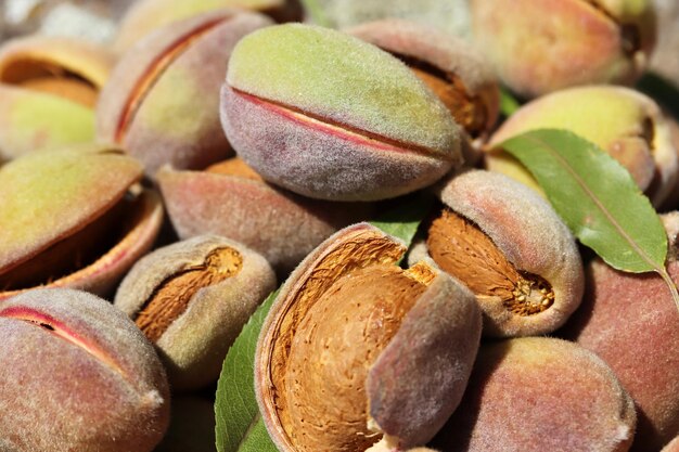 Harvest of almonds Healthy foods