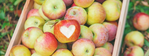 Harvest apples in a box on a tree in the garden. Selective focus.