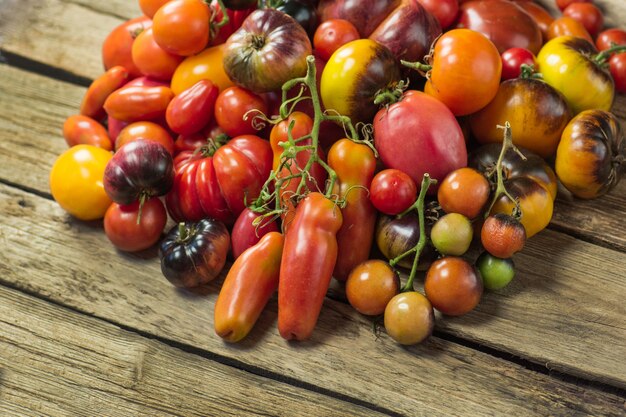 The harvest of assorted tomatoes. Organic green, red, yellow, orange tomatoes. Variety fresh colorful tomatoes. Tomatoes different varieties.